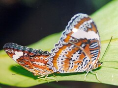 Cethosia penthesilea