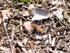 Asilus crabroniformis