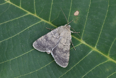 Standfussiana lucernea