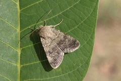 Standfussiana lucernea