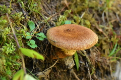 Suillus cavipes