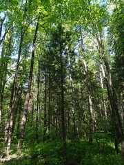 Pinus sibirica