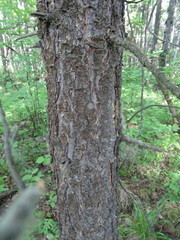 Pinus sibirica