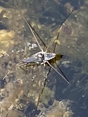 Limnogonus