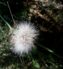 Reichardia picroides