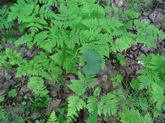 Ranunculus monophyllus