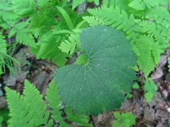 Ranunculus monophyllus