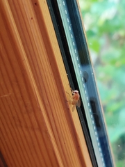Cyclorrhapha