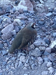 Alectoris chukar