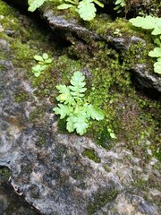Woodsia elongata