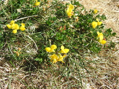 Lotus corniculatus
