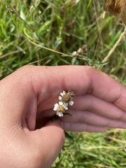 Achillea ptarmica
