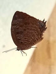 Arhopala centaurus