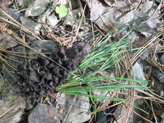 Pinus sibirica
