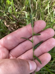 Achillea ptarmica