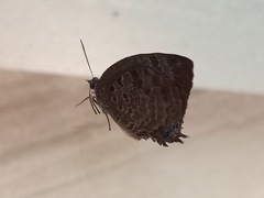 Arhopala centaurus
