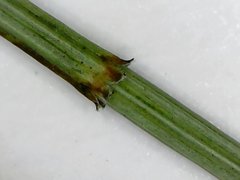 Allocasuarina paradoxa