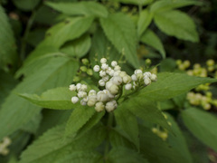 Sambucus gaudichaudiana