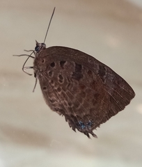 Arhopala centaurus