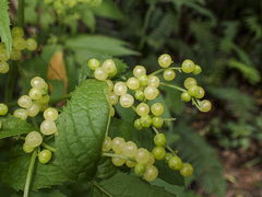 Sambucus gaudichaudiana