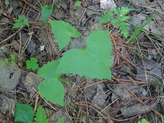 Parasenecio hastatus