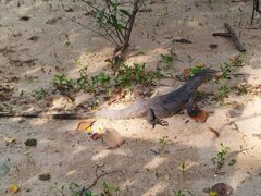 Varanus salvator macromaculatus