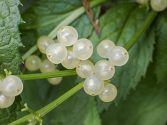 Sambucus gaudichaudiana
