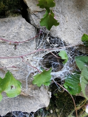 Araneomorphae
