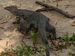 Varanus salvator macromaculatus