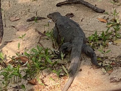 Varanus salvator macromaculatus