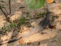 Varanus salvator macromaculatus