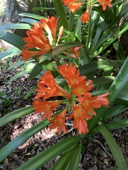 Clivia miniata