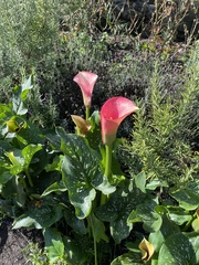 Zantedeschia