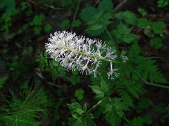 Actaea erythrocarpa
