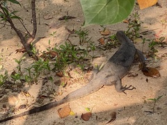 Varanus salvator macromaculatus