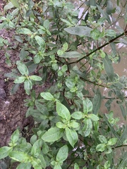 Hygrophila pogonocalyx