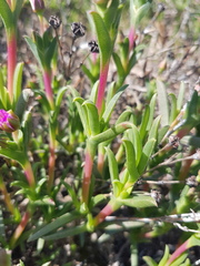 Ruschia geminiflora