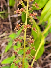 Nepenthes maxima