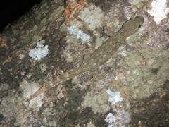 Hemidactylus platyurus