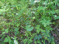 Ranunculus monophyllus