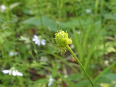Ranunculus monophyllus