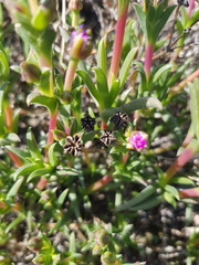 Ruschia geminiflora
