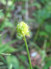 Ranunculus monophyllus