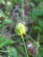 Ranunculus monophyllus