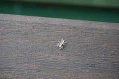 Salticinae