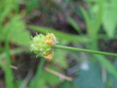 Ranunculus monophyllus