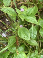 Limnophila rugosa