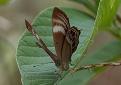 Abisara