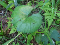 Ranunculus monophyllus