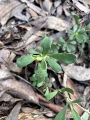 Hibbertia obtusifolia